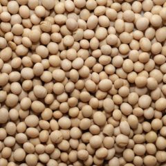 ソイプロテインとは？美容との関連性についても解説