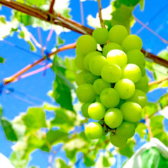 暑い日にぴったりフルーツ！