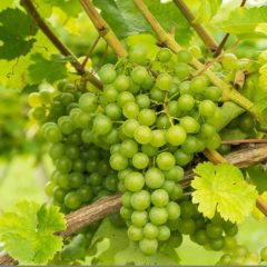 シャインマスカットはなぜ人気が高い？その理由について解説